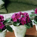 floare-ornamentale-violeta-de-parma