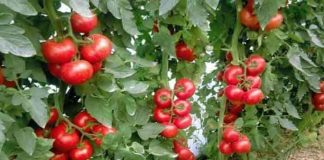 Descopera 6 ingrediente pentru a-ti hrani si proteja rosiile de boli