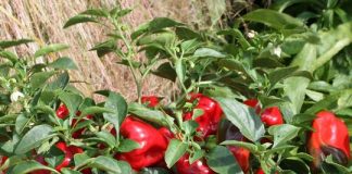 Cum sa cultivi ardei gras din samanta in ghivece