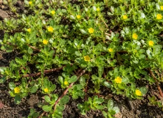 Iarba-grasa, planta pe care multi o smulg din gradina. 10 beneficii, cum se consuma si cine trebuie sa fie atent